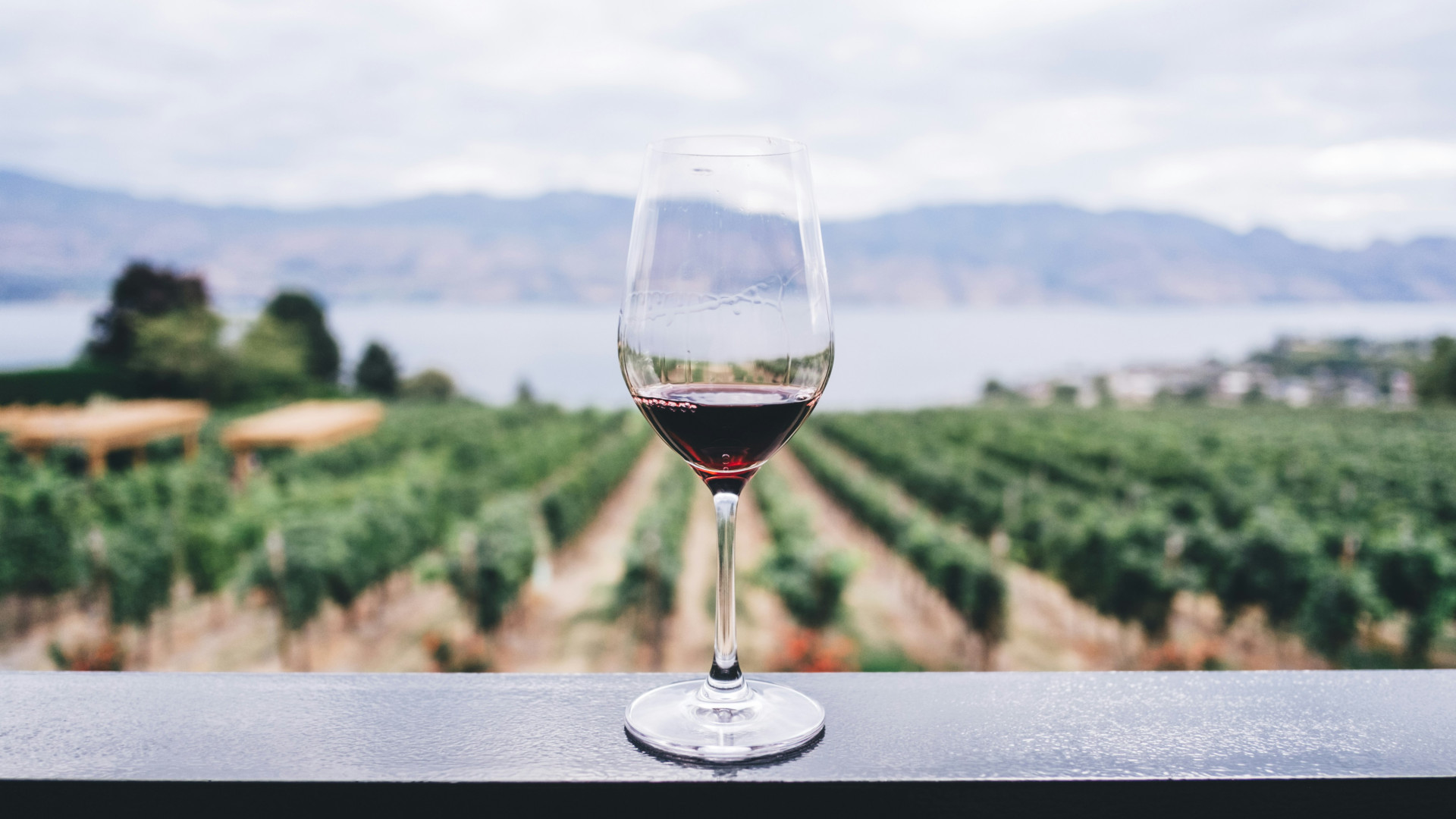 Découvrez les avantages du vin bio : santé, environnement, plaisir !